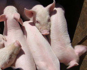 供求关系扭转 猪价持续回落：养猪行业盈亏平衡点到了？