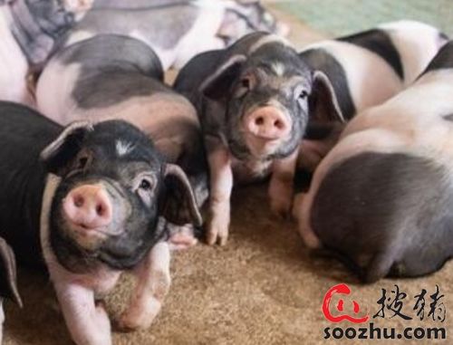 广东出台“猪十条”：切实落实生猪产业发展用地 强化生猪生产扶持政策