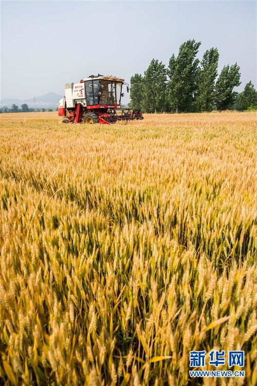 全国冬小麦机收过亿亩
