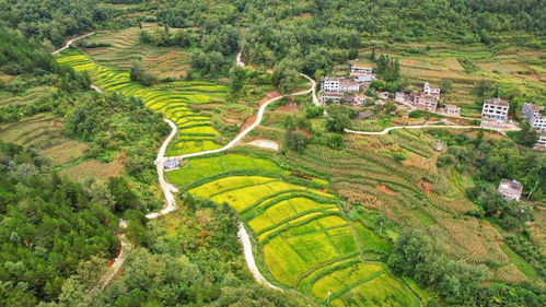 屏南：发挥生态茶叶优势 助力乡村振兴发展