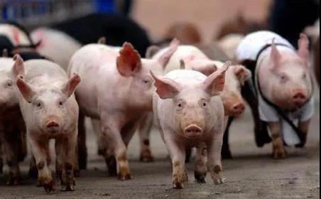 四川出台生猪生产“新八条”