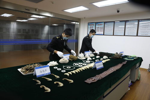 深圳海关濒危物种司法鉴定实验室成立月余 鉴定各类涉案样品300多件