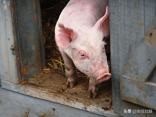 2019年08月05日新克拉玛依白条猪批发价格