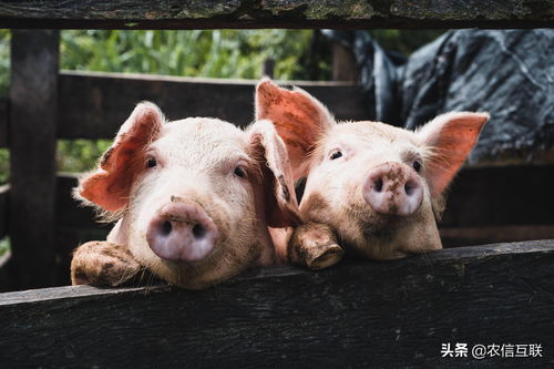 2019年08月05日鲁滨州六街白条猪批发价格