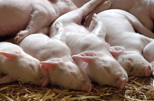 国常会确定猪肉保供稳价措施机构认为生猪龙头企业将迎机遇