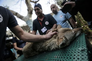 辽阳动物园回应狮子暴瘦：网传视频不足以说明狮子受虐待