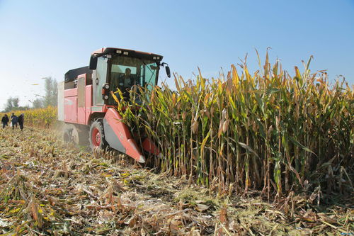河北安新县秋粮丰收在望玉米亩产超800公斤