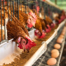 鸡蛋鸡肉鸡苗价格齐创历史新高 养鸡产业链迎爆发
