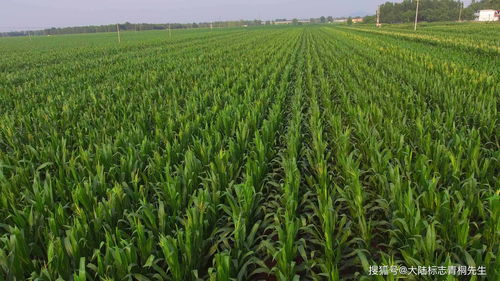 湖南现代农业集团深耕油茶产业 力推健康产品