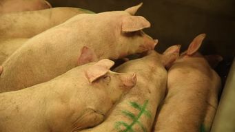 生猪生产三年方案：确保生猪产能2021年恢复正常
