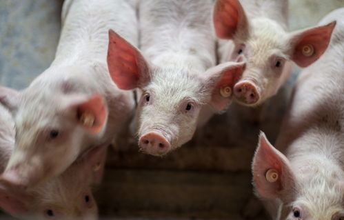 打破“南猪北养”格局 农业农村部：确保2021年生猪生产恢复正常