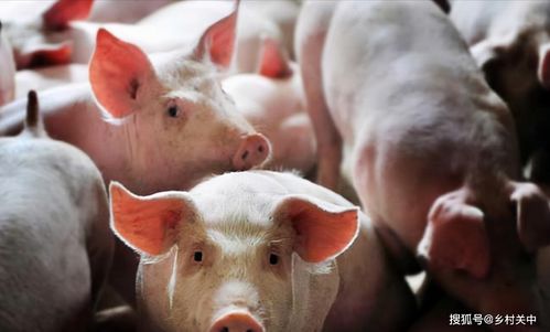 预告：农业农村部17日就11月份生猪生产形势举行发布会