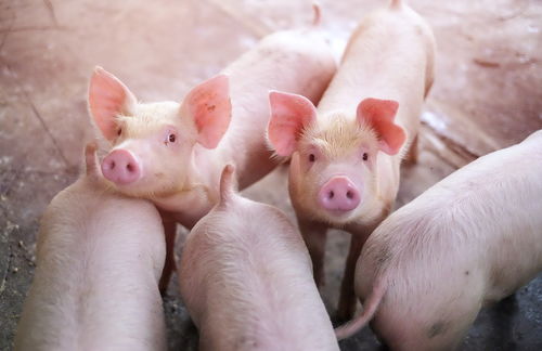 统计局谈猪肉价格翻番：猪肉价格逐步企稳回落可期