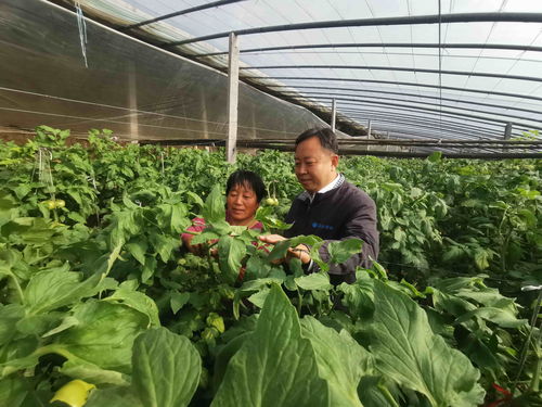 请全省乡亲们放心！ 未来两个月浙江蔬菜 可收获面积131万亩 产量256万吨