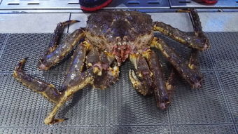 海鲜价格下探：帝王蟹“甩卖” 盒马宣布与海鲜企业共抗风险