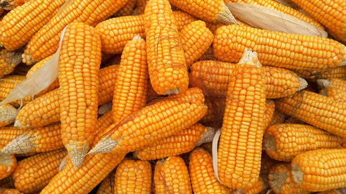 缓解饲料企业用粮供需紧张——296万吨玉米投放市场
