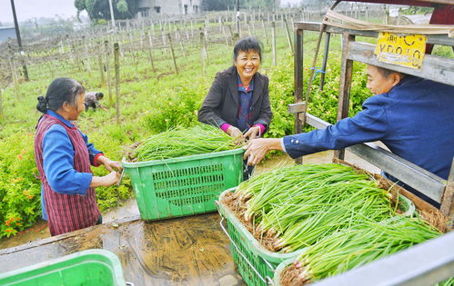 武汉大力推广蔬菜进社区“无接触直供” 34家企业千吨覆盖1114个小区