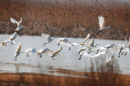 黑龙江省提前启动候鸟栖息地保护及疫源监控