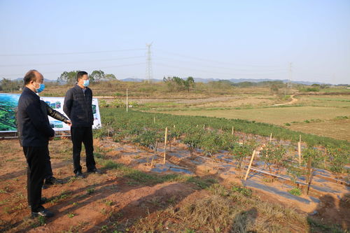 江苏省推进休闲农业恢复营运 降低疫情对农民增收的影响