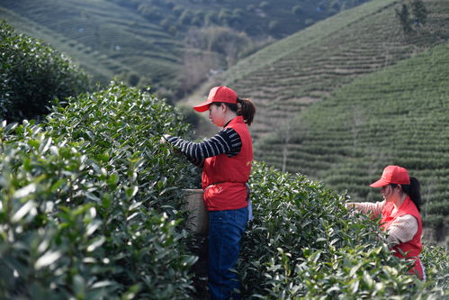 千岛湖畔采茶忙：志愿者“花式”助农复产
