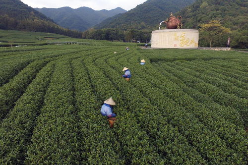 西湖景区扶持龙井新茶上市 部分采茶工将免费入住民宿