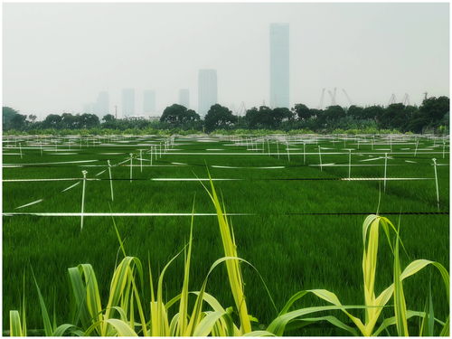 粤今年将建2556万亩高标准农田