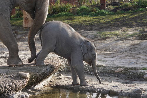 云南亚洲象等动物种群数量稳定增长