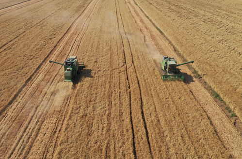 冬小麦主产区麦收进度过六成半 今年夏粮丰收在望