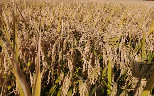 秦玉云：中国稻谷和小麦库存处历史高位 可供全国吃一年以上