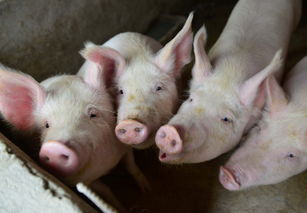 德国出现非洲猪瘟病例 日本暂停从德国进口猪肉和生猪