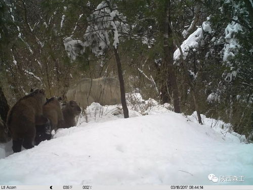 宁夏将建立“三山”自然保护区动态监测体系