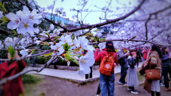 武汉大学开始接待预约游客赏樱