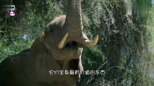用科技懂你，有一种大象转型叫“平安”